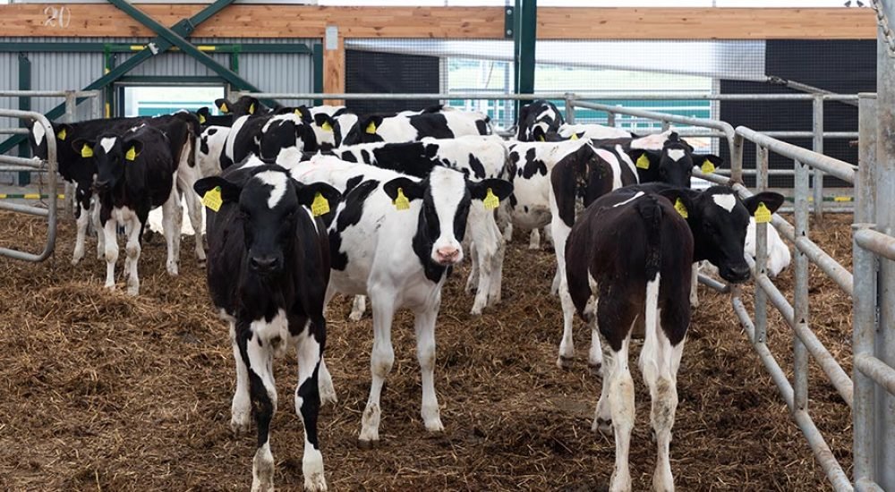 a-group-of-young-dairy-cows-outdoor-walking-in-a-f-resize.jpg